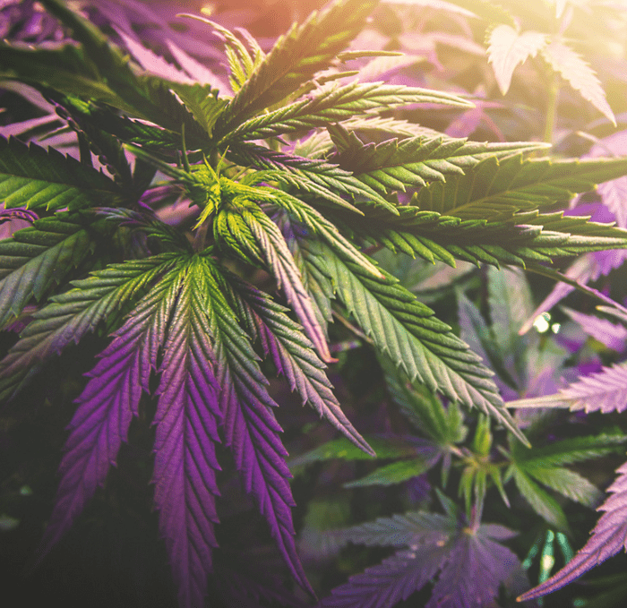 Hemp is low in THC naturally
