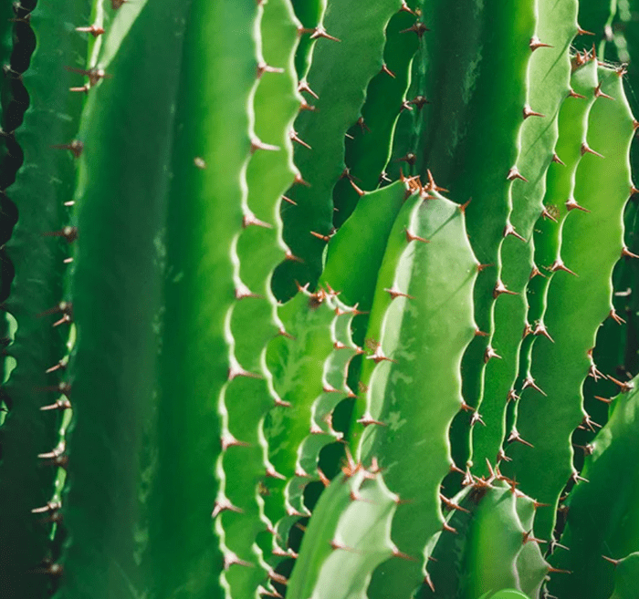 The san pedro cactus