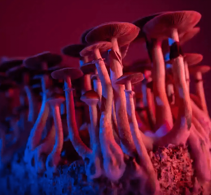 Psilocybin can treat depression and anxiety