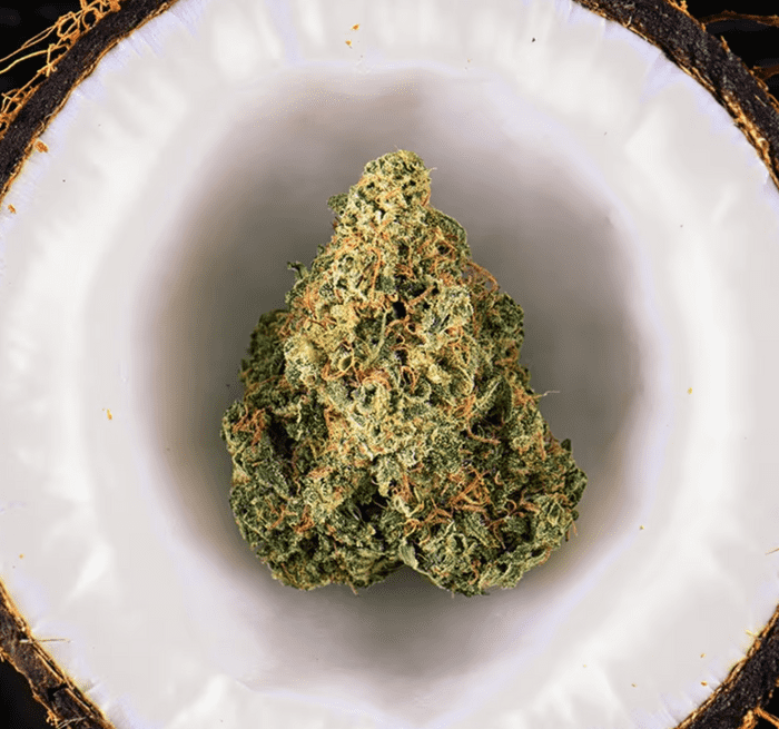 marijuana coconut oil