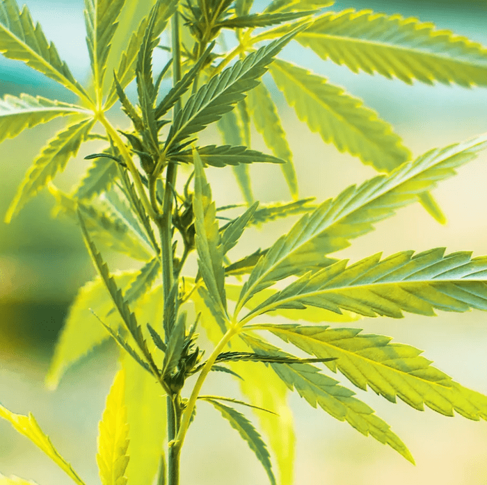 Cannabis is now being bred to be low THC